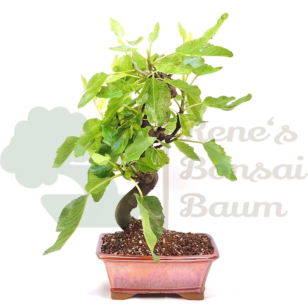 Essfeige 'Ficus carica'